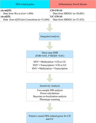 Endoplasmic reticulum stress related genome-wide Mendelian randomization identifies therapeutic genes for ulcerative colitis and Crohn’s disease